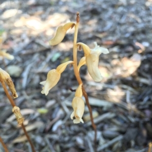 Gastrodia sesamoides at Canberra, ACT - suppressed