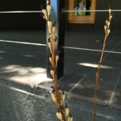 Gastrodia sesamoides at Canberra, ACT - suppressed