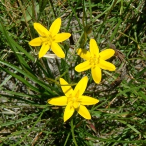 Hypoxis hygrometrica at Farrer, ACT - 22 Nov 2014