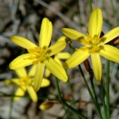 Tricoryne elatior (Yellow Rush Lily) at Farrer, ACT - 21 Nov 2014 by julielindner