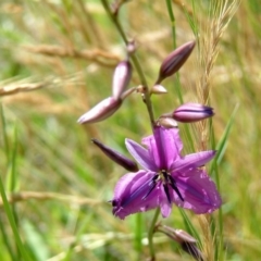 Arthropodium fimbriatum (Nodding Chocolate Lily) at Farrer, ACT - 21 Nov 2014 by julielindner