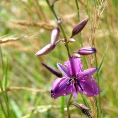 Arthropodium fimbriatum (Nodding Chocolate Lily) at Farrer, ACT - 22 Nov 2014 by julielindner
