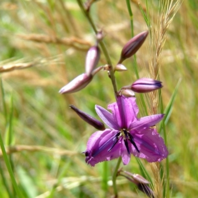 Arthropodium fimbriatum (Nodding Chocolate Lily) at Farrer, ACT - 21 Nov 2014 by julielindner