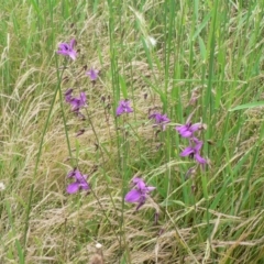 Arthropodium fimbriatum at Farrer, ACT - 22 Nov 2014