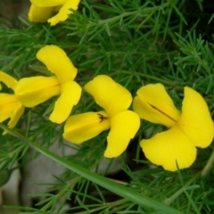 Gompholobium huegelii (Pale Wedge Pea) at Wanniassa Hill - 19 Nov 2014 by julielindner