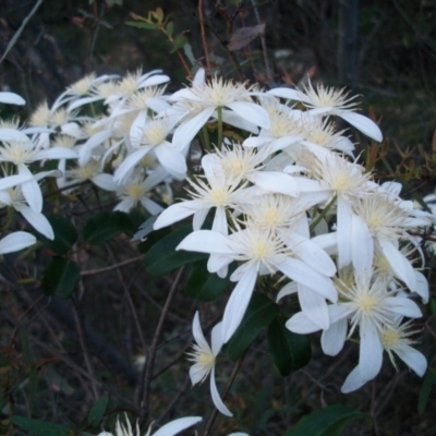 Clematis aristata (Mountain Clematis) at Cotter River, ACT - 21 Nov 2014 by jeremyahagan