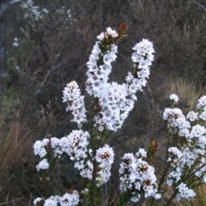 Epacris breviflora at Cotter River, ACT - 22 Nov 2014 06:16 AM