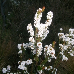 Epacris breviflora at Cotter River, ACT - 22 Nov 2014 06:16 AM