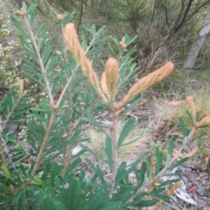 Banksia marginata at Cotter River, ACT - 22 Nov 2014 06:31 AM