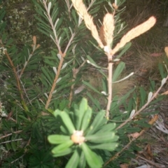 Banksia marginata at Cotter River, ACT - 22 Nov 2014 06:31 AM