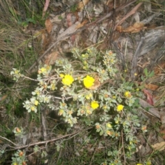 Hibbertia obtusifolia (Grey Guinea-flower) at Cotter River, ACT - 21 Nov 2014 by jeremyahagan