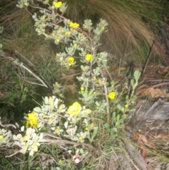 Hibbertia obtusifolia at Cotter River, ACT - 22 Nov 2014 06:32 AM