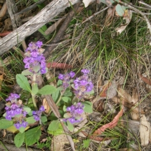 Ajuga australis at Cotter River, ACT - 22 Nov 2014 06:35 AM