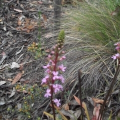 Stylidium armeria subsp. armeria (thrift trigger plant) at Cotter River, ACT - 22 Nov 2014 by jeremyahagan