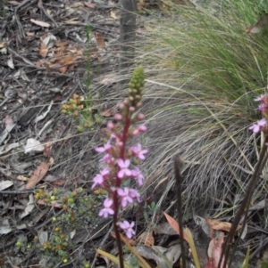 Stylidium armeria subsp. armeria at Cotter River, ACT - 22 Nov 2014 06:40 AM