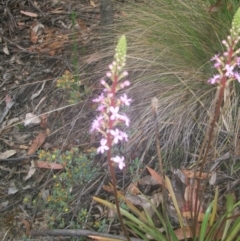 Stylidium armeria subsp. armeria at Cotter River, ACT - 22 Nov 2014 06:40 AM