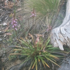 Stylidium armeria subsp. armeria at Cotter River, ACT - 22 Nov 2014 06:40 AM