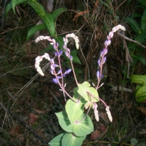 Veronica perfoliata at Cotter River, ACT - 22 Nov 2014 07:45 AM