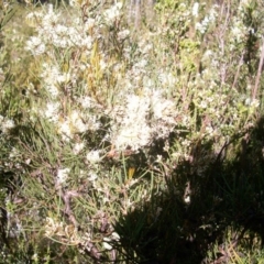 Hakea microcarpa (Small-fruit Hakea) at Cotter River, ACT - 21 Nov 2014 by jeremyahagan