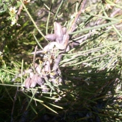 Hakea microcarpa at Cotter River, ACT - 22 Nov 2014