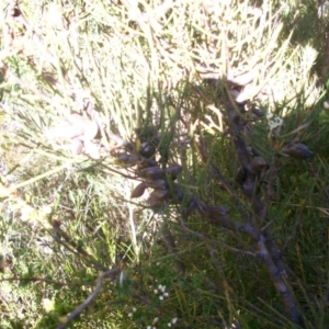 Hakea microcarpa at Cotter River, ACT - 22 Nov 2014