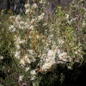 Hakea microcarpa at Cotter River, ACT - 22 Nov 2014