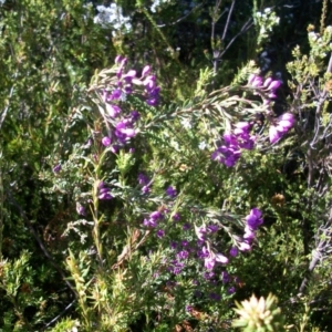 Comesperma retusum at Cotter River, ACT - 22 Nov 2014 08:51 AM