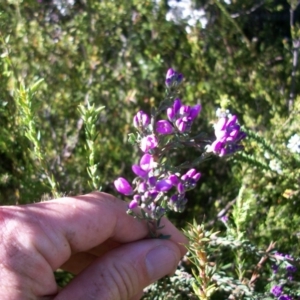 Comesperma retusum at Cotter River, ACT - 22 Nov 2014 08:51 AM