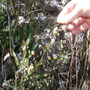 Dianella tasmanica at Cotter River, ACT - 22 Nov 2014