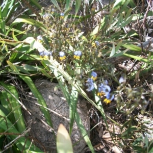 Dianella tasmanica at Cotter River, ACT - 22 Nov 2014