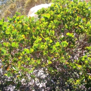 Acacia alpina at Cotter River, ACT - 22 Nov 2014