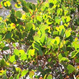 Acacia alpina at Cotter River, ACT - 22 Nov 2014