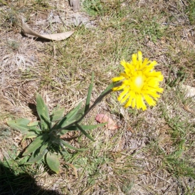 Podolepis jaceoides (Showy Copper-wire Daisy) at Kosciuszko National Park - 23 Nov 2014 by jeremyahagan