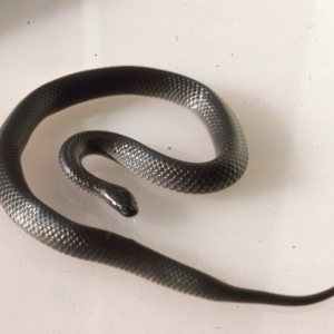 Cryptophis nigrescens at Oallen, NSW - 2 Dec 1975