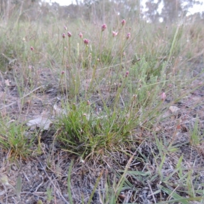 Laxmannia gracilis (Slender Wire Lily) at Tuggeranong Hill - 7 Nov 2014 by michaelb