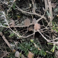 Banksia marginata (Silver Banksia) at Conder, ACT - 7 Nov 2014 by MichaelBedingfield