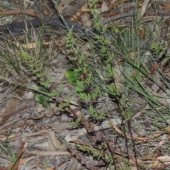 Cheilanthes sieberi (Rock Fern) at Conder, ACT - 7 Nov 2014 by michaelb