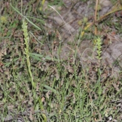 Microtis sp. (Onion Orchid) at Conder, ACT - 7 Nov 2014 by MichaelBedingfield