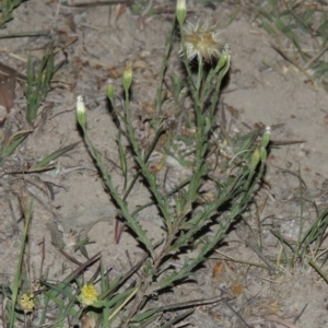 Vittadinia cuneata var. cuneata at Conder, ACT - 7 Nov 2014 08:58 PM