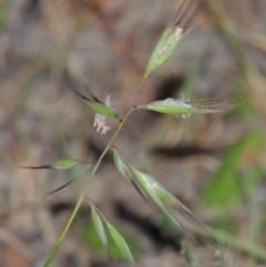 Rytidosperma sp. (Wallaby Grass) at Conder, ACT - 7 Nov 2014 by michaelb