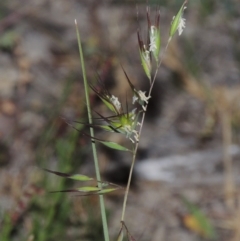 Rytidosperma sp. at Conder, ACT - 7 Nov 2014 09:13 PM