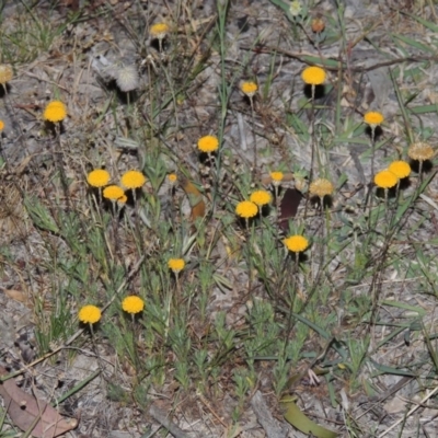 Leptorhynchos squamatus (Scaly Buttons) at Conder, ACT - 7 Nov 2014 by michaelb