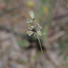 Rytidosperma carphoides (Short Wallaby Grass) at Conder, ACT - 7 Nov 2014 by MichaelBedingfield