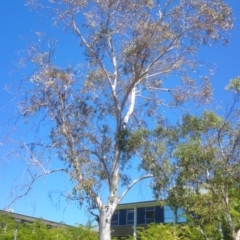 Eucalyptus pauciflora subsp. pauciflora (White Sally, Snow Gum) at ANU Kingsley Precinct - 25 Nov 2014 by TimYiu