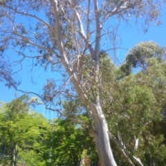 Eucalyptus pauciflora subsp. pauciflora at Australian National University - 25 Nov 2014