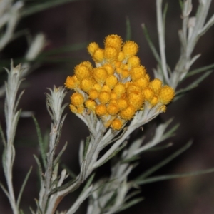 Chrysocephalum semipapposum at Conder, ACT - 7 Nov 2014 09:34 PM