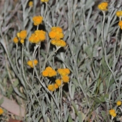 Chrysocephalum apiculatum (Common Everlasting) at Tuggeranong Hill - 7 Nov 2014 by michaelb