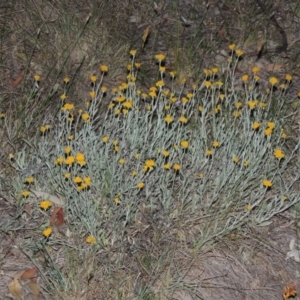 Chrysocephalum apiculatum at Conder, ACT - 7 Nov 2014