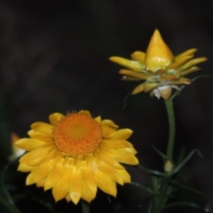 Xerochrysum viscosum (Sticky Everlasting) at Bonython, ACT - 8 Nov 2014 by michaelb