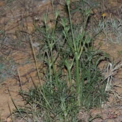 Eryngium ovinum (Blue Devil) at Pine Island to Point Hut - 8 Nov 2014 by michaelb